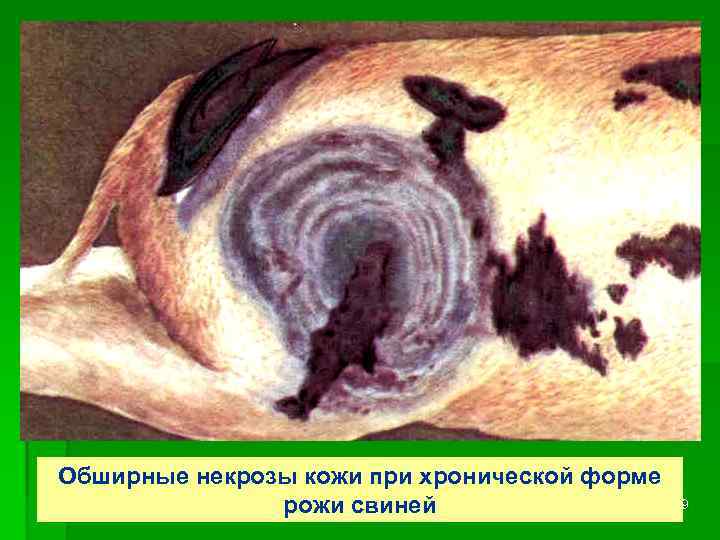 Обширные некрозы кожи при хронической форме рожи свиней 19 