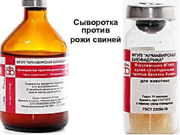 Сыворотка против рожи свиней 21 