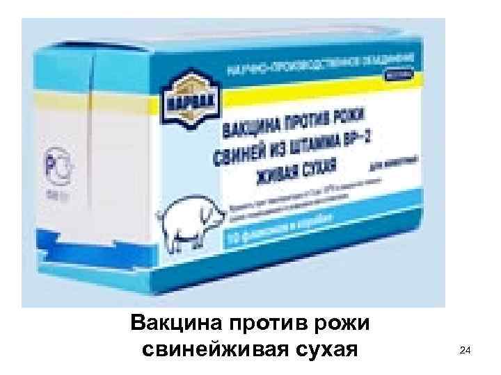 Вакцина против рожи свинейживая сухая 24 