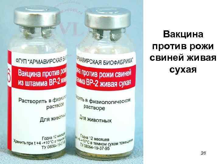 Вакцина против рожи свиней живая сухая 26 
