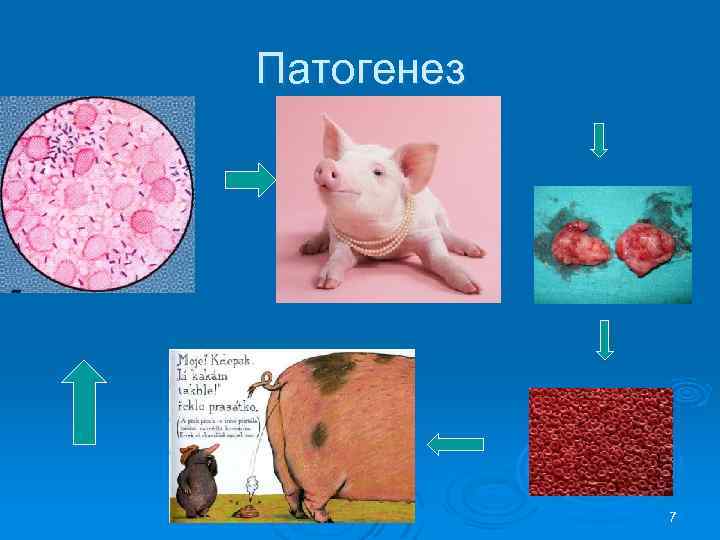Патогенез 7 