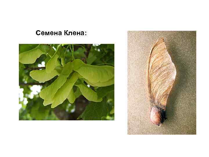 Семена Клена: 