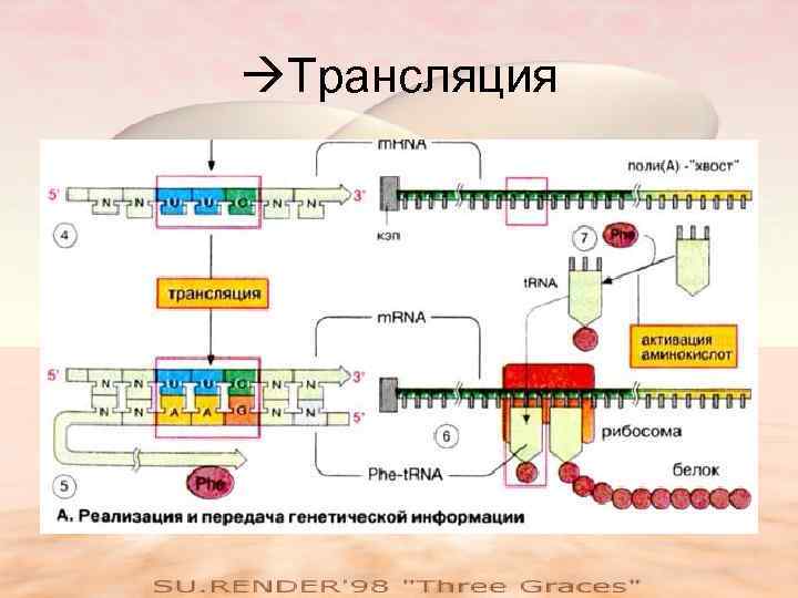  Трансляция 