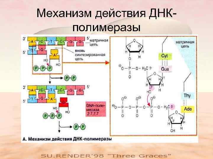 Механизм действия ДНКполимеразы 