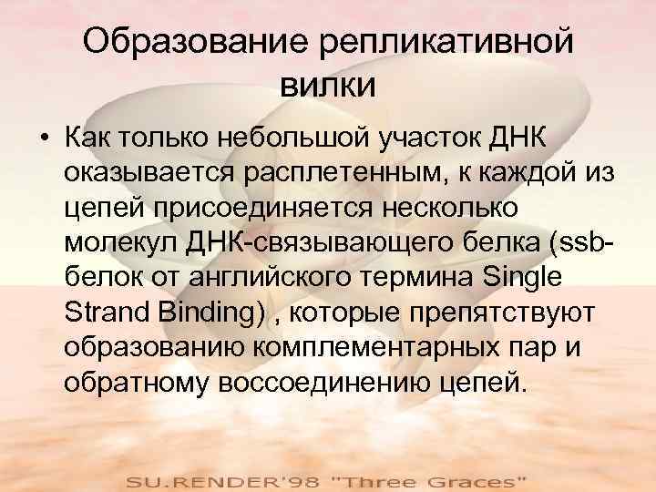 Образование репликативной вилки • Как только небольшой участок ДНК оказывается расплетенным, к каждой из