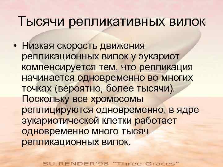 Тысячи репликативных вилок • Низкая скорость движения репликационных вилок у эукариот компенсируется тем, что