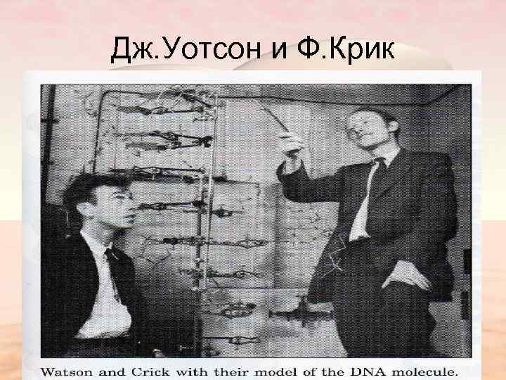 Дж. Уотсон и Ф. Крик 