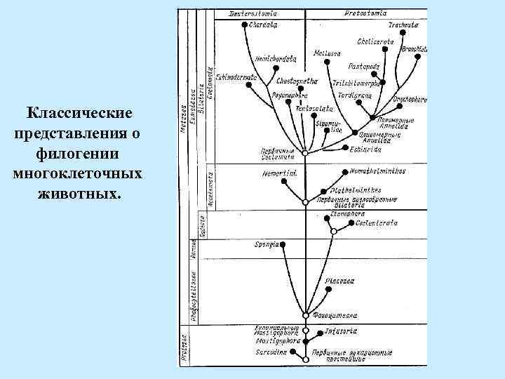 Классические представления о филогении многоклеточных животных. 