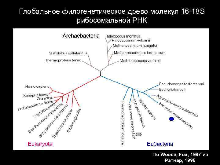 Глобальное филогенетическое древо молекул 16 -18 S рибосомальной РНК Archaebacteria Eukaryota Eubacteria По Woese,