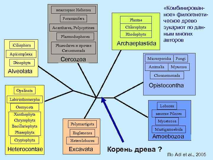  «Комбинированное» филогенетическое древо эукариот по данным многих авторов некоторые Heliozoa Foraminifera Plantae Acantharea,