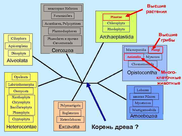 Высшие растения некоторые Heliozoa Foraminifera Plantae Acantharea, Polycystinea Chlorophyta Plasmodiophorea Ciliophora Apicomplexa Dinophyta Phaeodarea