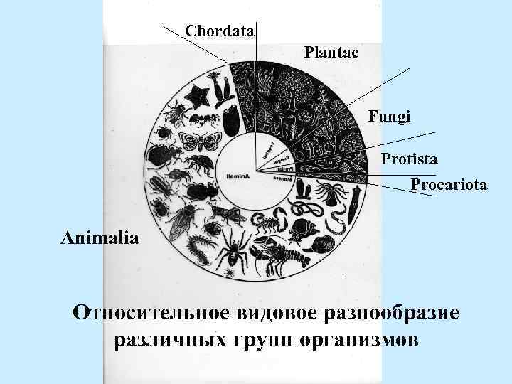 Chordata Plantae Fungi Protista Procariota Animalia Относительное видовое разнообразие различных групп организмов 