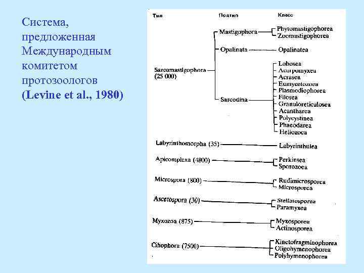 Система, предложенная Международным комитетом протозоологов (Levine et al. , 1980) 