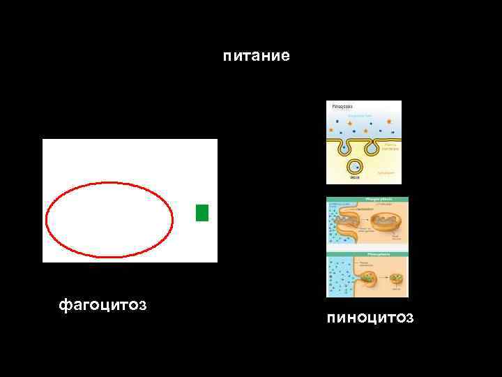 питание фагоцитоз пиноцитоз 