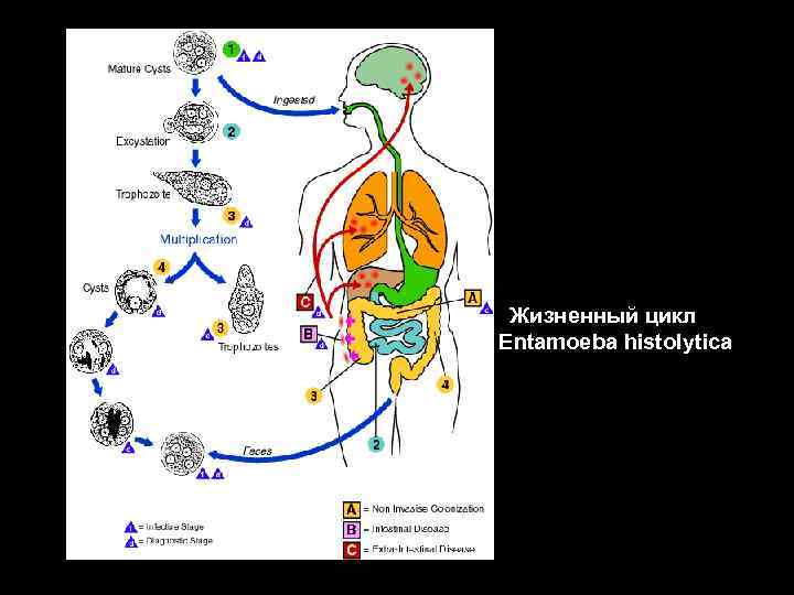 Жизненный цикл Entamoeba histolytica 