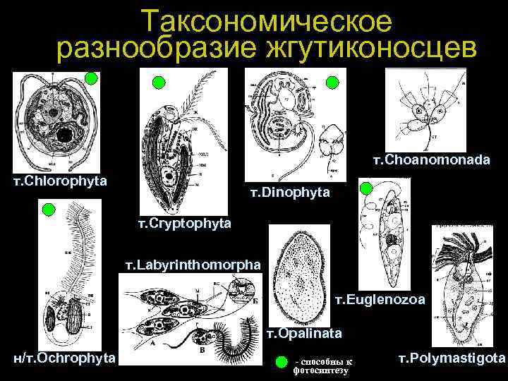 Таксономическое разнообразие жгутиконосцев т. Choanomonada т. Chlorophyta т. Dinophyta т. Cryptophyta т. Labyrinthomorpha т.