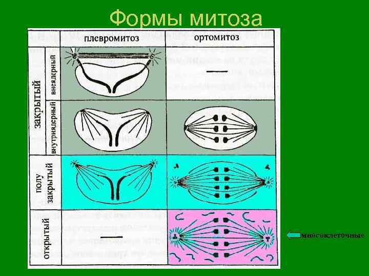 Формы митоза многоклеточные 