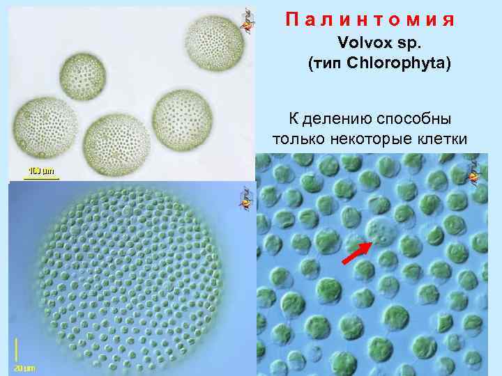 Палинтомия Volvox sp. (тип Chlorophyta) К делению способны только некоторые клетки 