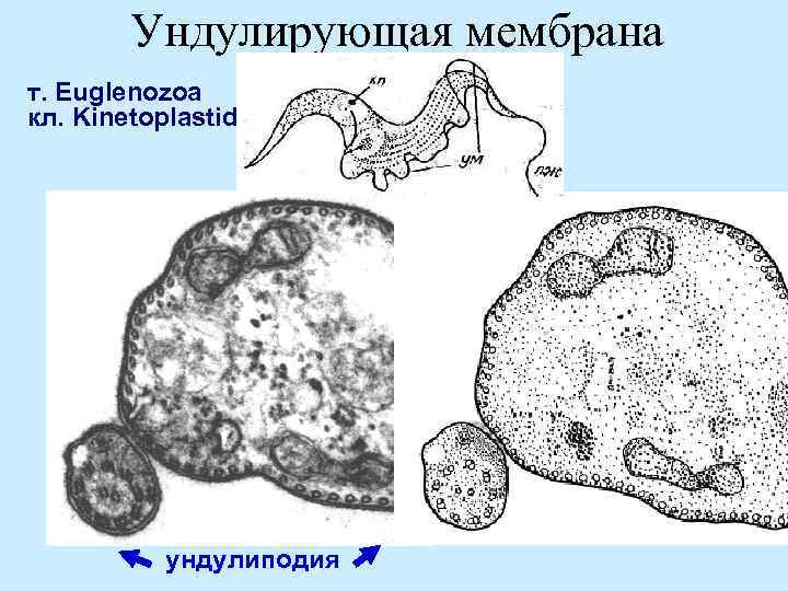 Ундулирующая мембрана т. Euglenozoa кл. Kinetoplastidea ундулиподия 