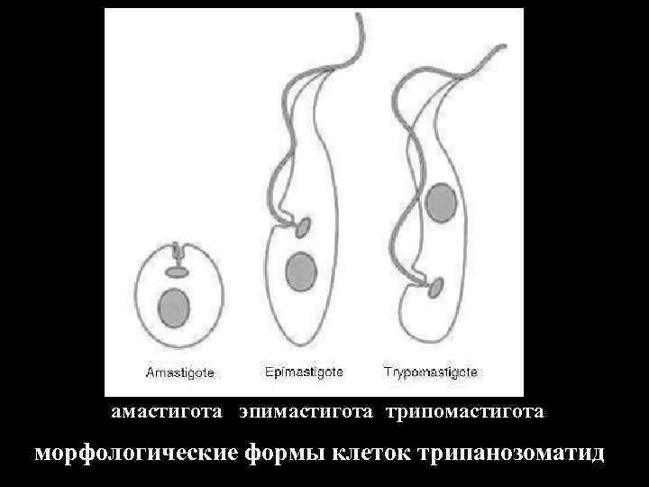 амастигота эпимастигота трипомастигота морфологические формы клеток трипанозоматид 