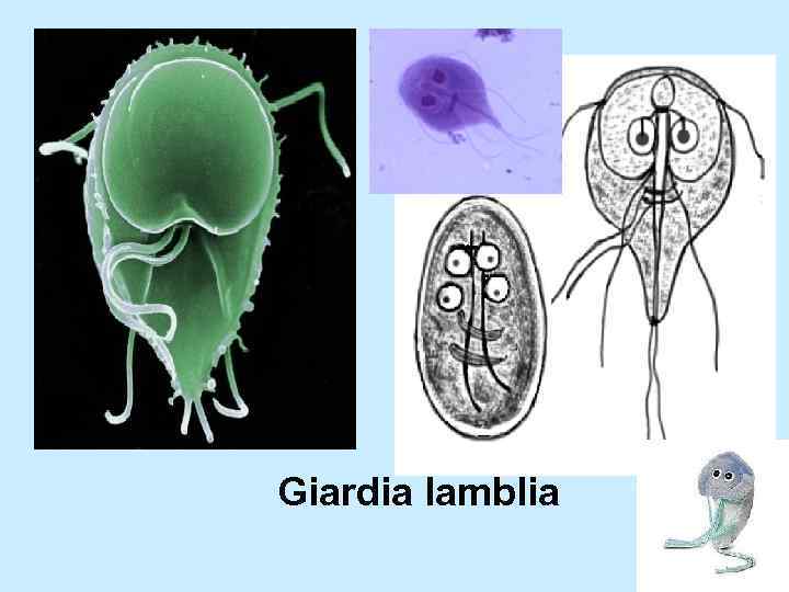 Giardia lamblia 