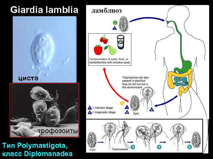 Giardia lamblia циста трофозоиты Тип Polymastigota, класс Diplomanadea ламблиоз 