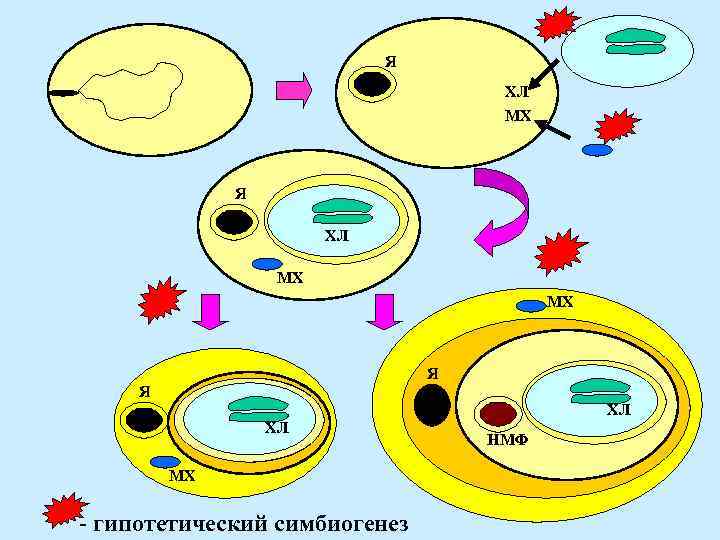 Я ХЛ МХ МХ Я Я ХЛ МХ - гипотетический симбиогенез ри НМФ ХЛ