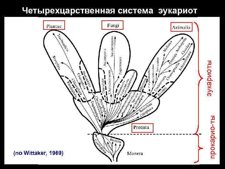 (по Wittaker, 1969) прокарио-ты эукариоты Четырехцарственная система эукариот 