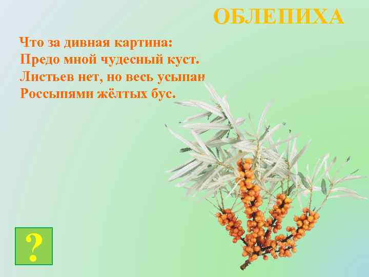 ОБЛЕПИХА Что за дивная картина: Предо мной чудесный куст. Листьев нет, но весь усыпан