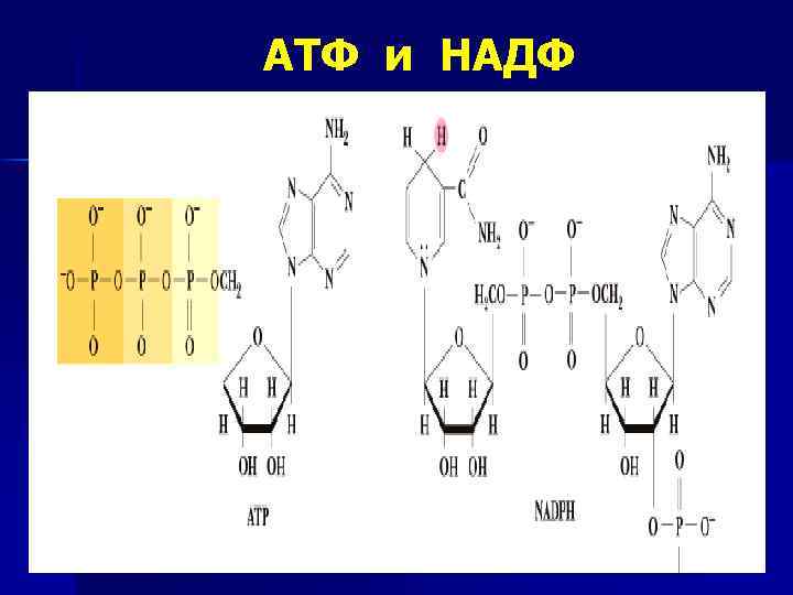 АТФ и НАДФ 