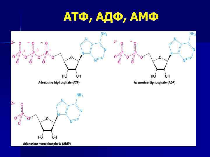 АТФ, АДФ, АМФ 