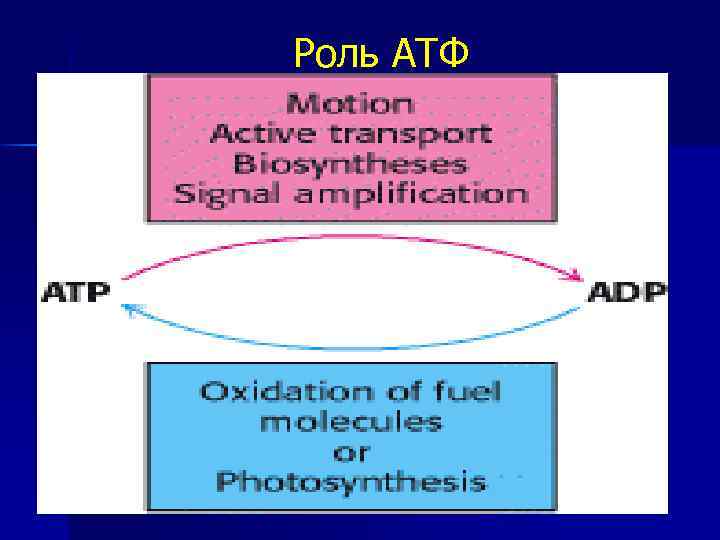 Роль АТФ 