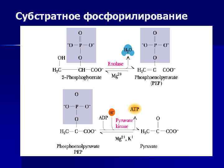 Субстратное фосфорилирование атф. Субстратное фосфорилирование схема. Примеры реакций субстратного фосфорилирования. Реакции субстратного фосфорилирования. Субстратное фосфорилирование примеры.