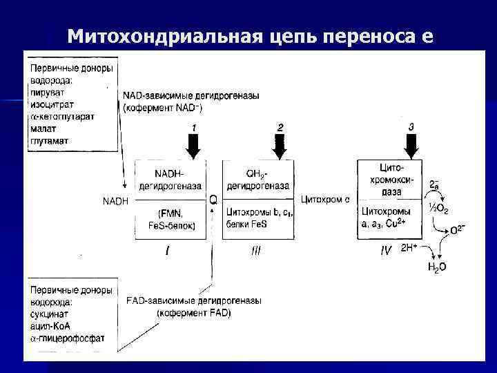 Митохондриальная цепь переноса е 