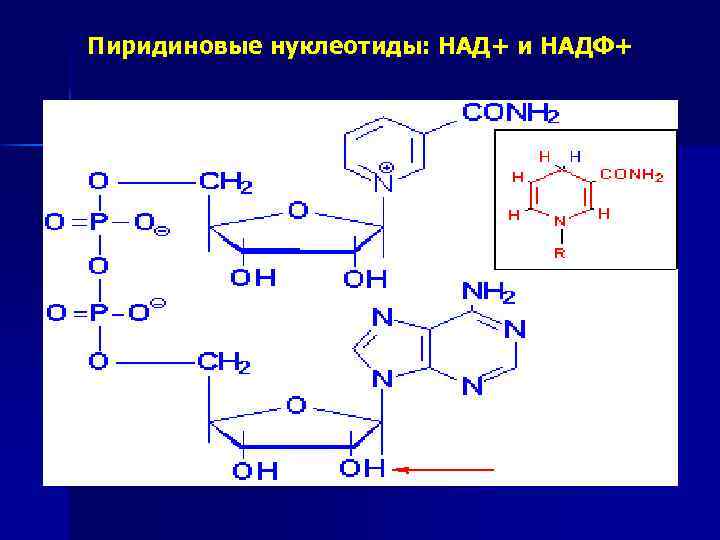 Пиридиновые нуклеотиды: НАД+ и НАДФ+ 