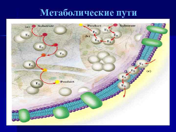 Метаболические пути 