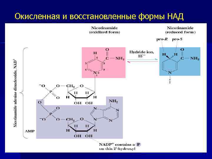 Окисленная и восстановленные формы НАД 