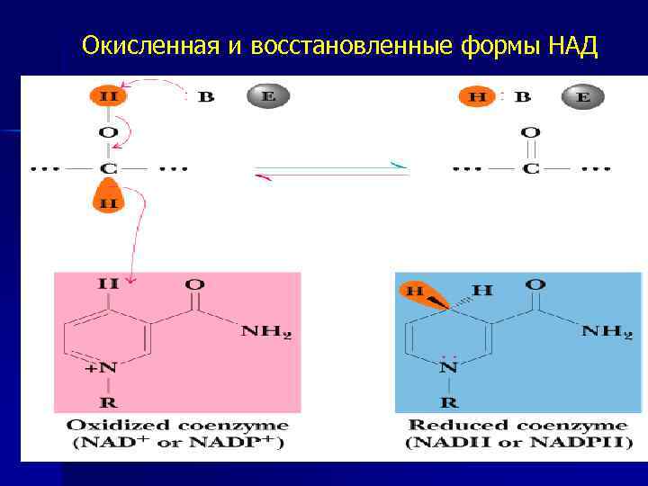 Окисленная и восстановленные формы НАД 