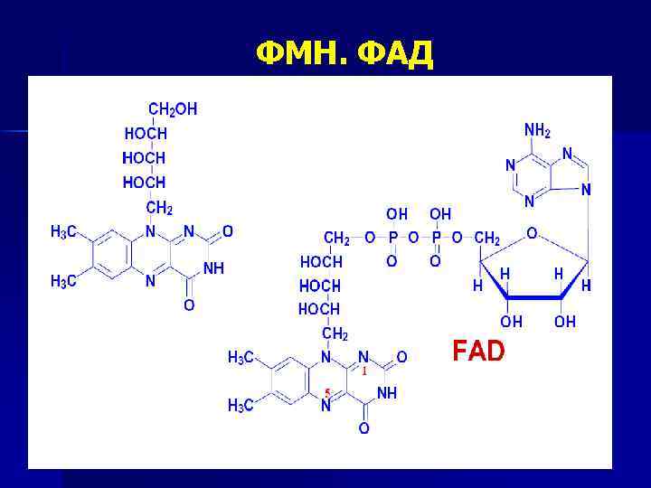 ФМН. ФАД 