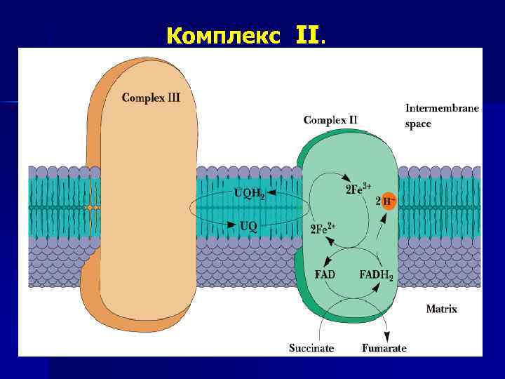 Комплекс II. 