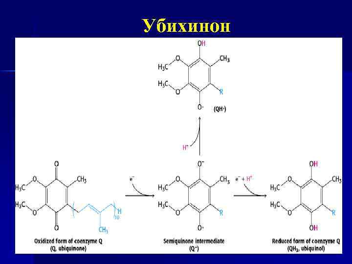 Убихинон 