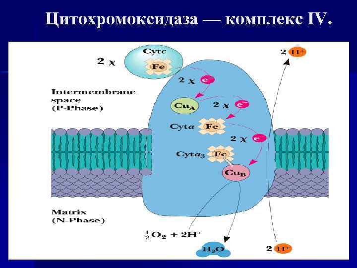 Цитохромоксидаза схема строения