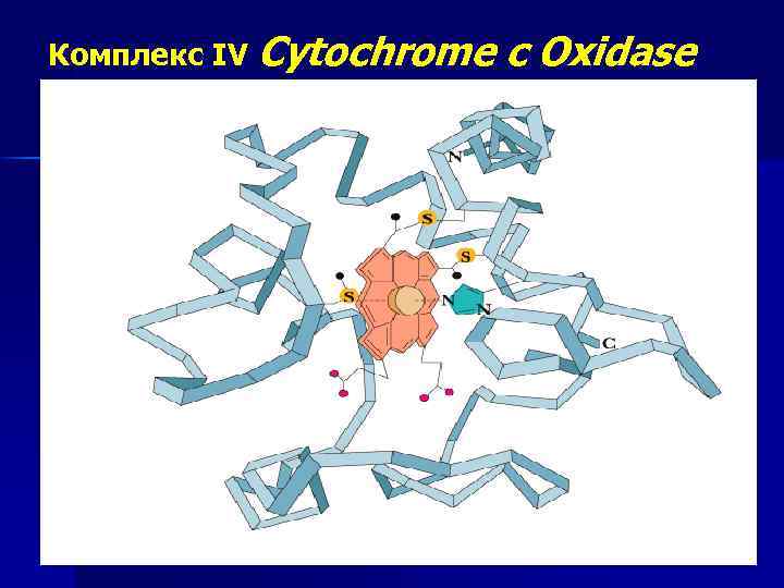 Комплекс IV Cytochrome c Oxidase 