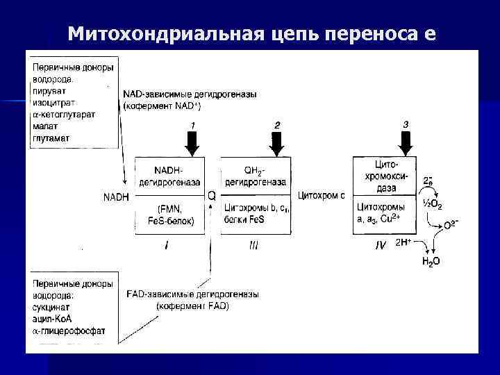 Митохондриальная цепь переноса е 