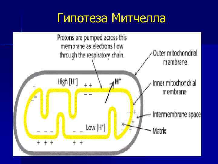 Гипотеза Митчелла 