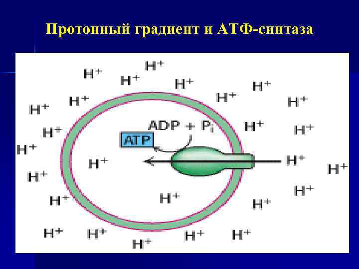 Протонный градиент. Электрохимический протонный градиент. Протонный градиент фотосинтез. Протонный потенциал.