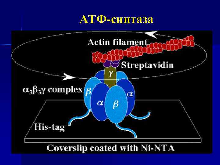 АТФ-синтаза 