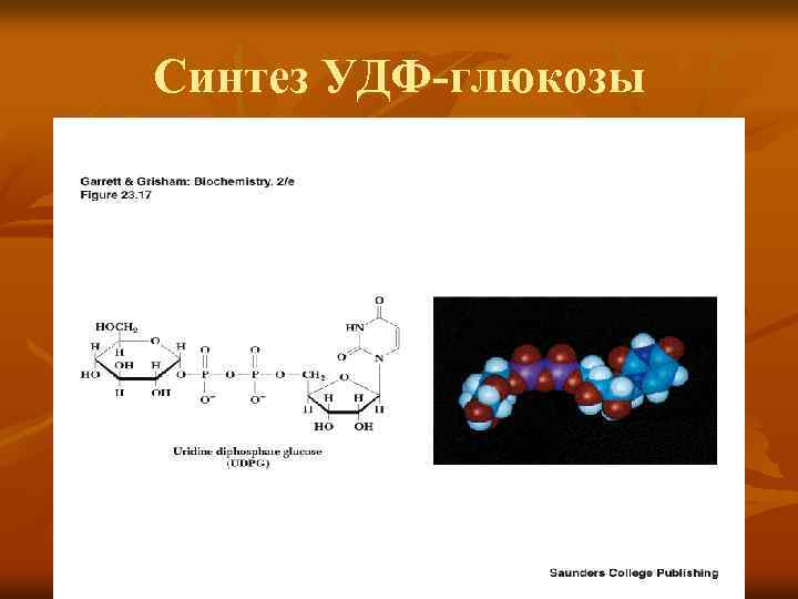 Синтез УДФ-глюкозы 