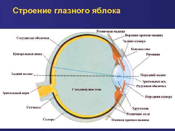 План строения глазного яблока