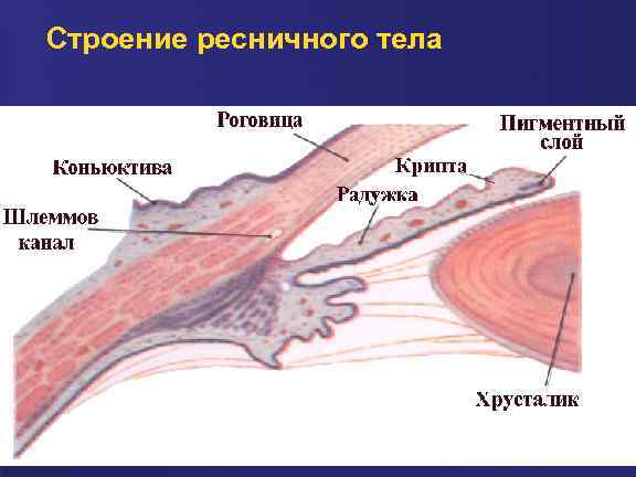 Ресничная мышца глаза функции. Цилиарное тело строение гистология. Ресничное тело гистология. Строение ресничного тела гистология. Цилиарное тело глаза гистология.